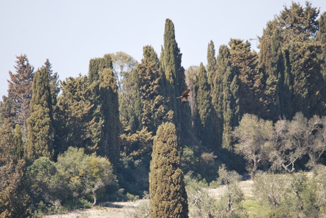 falchi di palude a Otranto